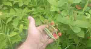 Добрый день, товарищи садоводы-огородники. В том году я писал сюда, спрашивал про клубнику, за…