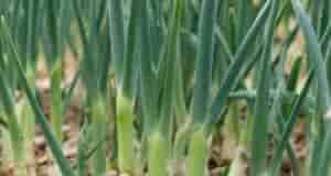 Раствор для лука Если лук или чеснок внезапно пожелтели, подкормите их смесью на основе…