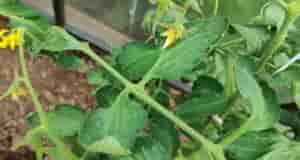 Что с томатом?