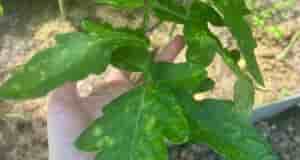 Добрый день Что с томатами ? Чем Обработать ?