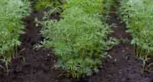 Для пышного роста укропа используйте эти два простых метода подкормки. • Опрыскивание нашатырным спиртом:…