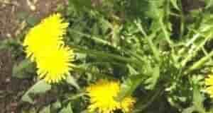 Как избaвиться от одувaнчиков?! Дачникам на заметку! Чтобы избавиться от одуванчиков потребуется много усилий…