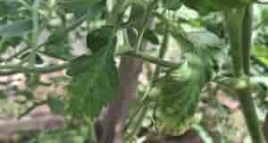 Подскажите, пожалуйста, что случилось с моими помидорами?