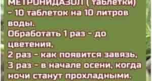 Рецепты от фитофторы