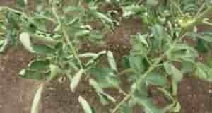 Закручивание листьев на томатах: какие меры нужно срочно предпринять, чтобы не остаться без урожая…