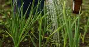 Нашатырный спирт (10%) как удобрение для лука и чеснока Растения быстро реагируют на такую…