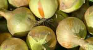 Лук будет огромный, нужно лишь подкормить в июле важной подкормкой. Для меня слово «июль»…