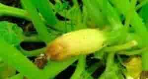 ПОЧEМУ ГНИЮТ КАБAЧКИ? Недостаток кальция = вершинная гниль! Кормим кальциевой селитрой 15мл. на 10л….