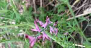 Три года на огороде всходит это растение. Кто-нибудь знает что это?