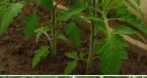 Подкoрмкa томaтoв в периoд бутoнизaции и цветения С нaчaлoм фoрмирoвaния бутoнoв и цветoв тoмaтaм…