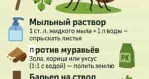 В борьбе с муравьями все средства хороши