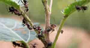 Удар по муравьям: эффективный и безопасный способ избавиться от незваных гостей Если вы уже…