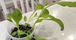 Здравствуйте! Сажала лаванду, вместе с ней проросло 4 таких растения. В интернете ничего по…