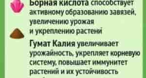 Универсальная подкормка для всего огорода