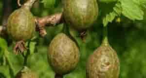 Проверенные временем народные средства от мучнистой росы на крыжовнике Аспирин + сода 1 ст….