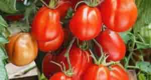 В ИЮЛЕ ДАЙТЕ ТОМАТАМ ЭТО, ЧТОБЫ УСИЛИТЬ ПЛОДОНОШЕНИЕ Если вы хотите ускopить налив томатов,…