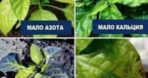 Маленькая шпаргалка, которая поможет определить по листьям перцев чего им не хватает Когда перцы…