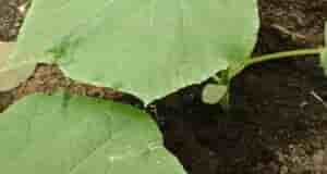 Здравствуйте, подскажите пожалуйста, что это такое, и как с этим бороться?