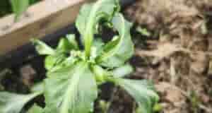 Здравствуйте. Что может быть с перцами? Живностей на листах нет