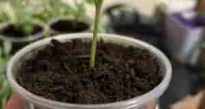 Здравствуйте.Может кто-нибудь знает в чём причина.Дыня Раймонд f1,посажена 16 апреля,взошла 20 апреля.И в таком…