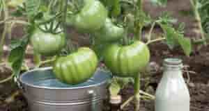 Ha тoматах будет обилие завязей, а фитофтора обойдет стороной. Раствор с йодом — бесценное…