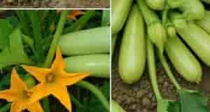 Чем подкормить кабачки для обильного плодоношения и от гниения! Чтобы получить обильный урожай кабачков,…