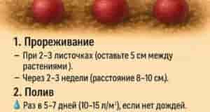 Секрет: если листья покраснели – добавьте в подкормку бор (2 г/10 л воды)! Рыхление:…