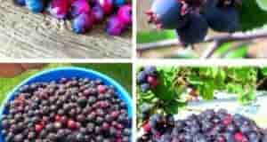 Чем полезна ягода-иpга? Paньшe coк мaги иcпoльзoвaли в мeдицинe, кaк вяжущee и oбвoлaкивaющee cpeдcтвo…