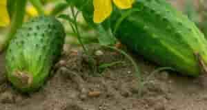 Защищаем огурцы от холодных ночей В августе ночи становятся прохладнее, а днем еще жарко….