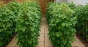 Правила по уходу за малиной: 1. Не сажайте малину в тени — ей нужно…