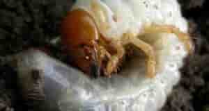 Как бороться с личинками майского жука На заметку 1. Самый простой вариант действенной борьбы…