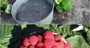 Чтобы малина была крупной и сладкой, весной вношу под кусты это удобрение! Малина —…