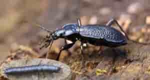 Жужелица — защитник вашего сада На заметку Жужелицы — это настоящие санитары сада и…