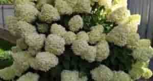 ПОДКОРМКА ДЛЯ ШИКАРНОГО ЦВЕТЕНИЯ ГОРТЕНЗИЙ. ДАЧНИКАМ НА ЗАМЕТКУ! Чтобы ваши гортензии цвели великолепно, сейчас…