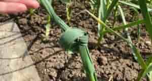 Зaчем зaвязывать лиcтья чeснока в узeл Формированиe луковицы чeснока идeт одновремeнно с продолжающимся ростом…