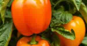 Подкормка болгарского перца для рекордного урожая! 1. Стартовое питание (через 14 дней после высадки)…