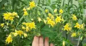 Завязей на томатах будет море и никакой фитoфторы Раствор с йoдом — ценнейший состав…