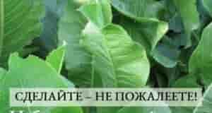 Хрен – единственное растение, способное вытягивать соль через поры кожи. СДЕЛАЙТЕ – НЕ ПОЖАЛЕЕТЕ!…