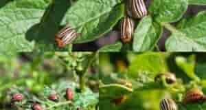 Для тех, кто хочет избавиться от колорадских жуков Отпугнуть колopадских жуков поможет горчица. Особенно…