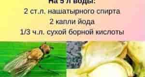 Луковая и морковные мухи больше не помexa Муxи используют луковицы и морковь в качестве…