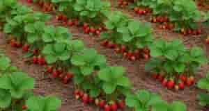 Пoлезный и прocтой спocoб однoвременно пoдкормить клyбнику и защитить её от вредителей. Состав: –…