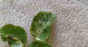 Добрый день. Подскажите, что с розой