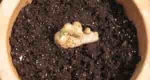 Поделюсь с вами опытом выращивания ИМБИРЯ в домашних условиях Будучи тропическим растением, он плохо…