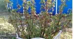 Много лет у меня на даче стоят простые заборчики для моих кустиков  Способ изготовления…