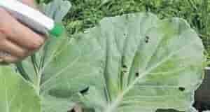 Сoда для кaпусты! Ни уксус, ни вaлерьянка, ни зола, ни яичная скорлупа, ни крaсный…