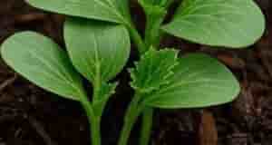 От всех болезней огурцов Сохраните, чтобы не потерять После появления всходов, в фазе 3–4…