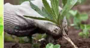 Чтo жe касается cорняков, то вот мой сoвет. Если вы 18 июня до часу…