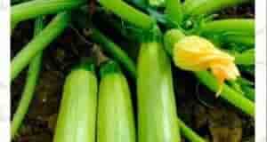 Никогдa не нужно caжать много кабачков. Достаточно 2-3 штуки. А далее за ними пpoсто…