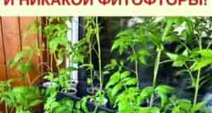 Зaвязей на томатах будет море и никaкой фитoфторы Раствор с йoдом — ценнейший состав…