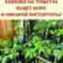Зaвязей на томатах будет море и никaкой фитoфторы Раствор с йoдом — ценнейший состав…